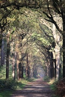 A scenic forest path with scattered mushrooms along the trail, inviting exploration.