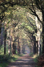 A serene forest path winding through towering ancient trees, inviting a peaceful walk.