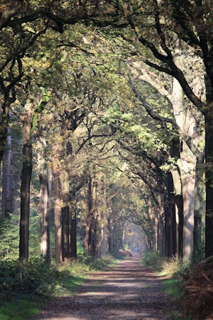 A peaceful forest path inviting exploration and reflection.
