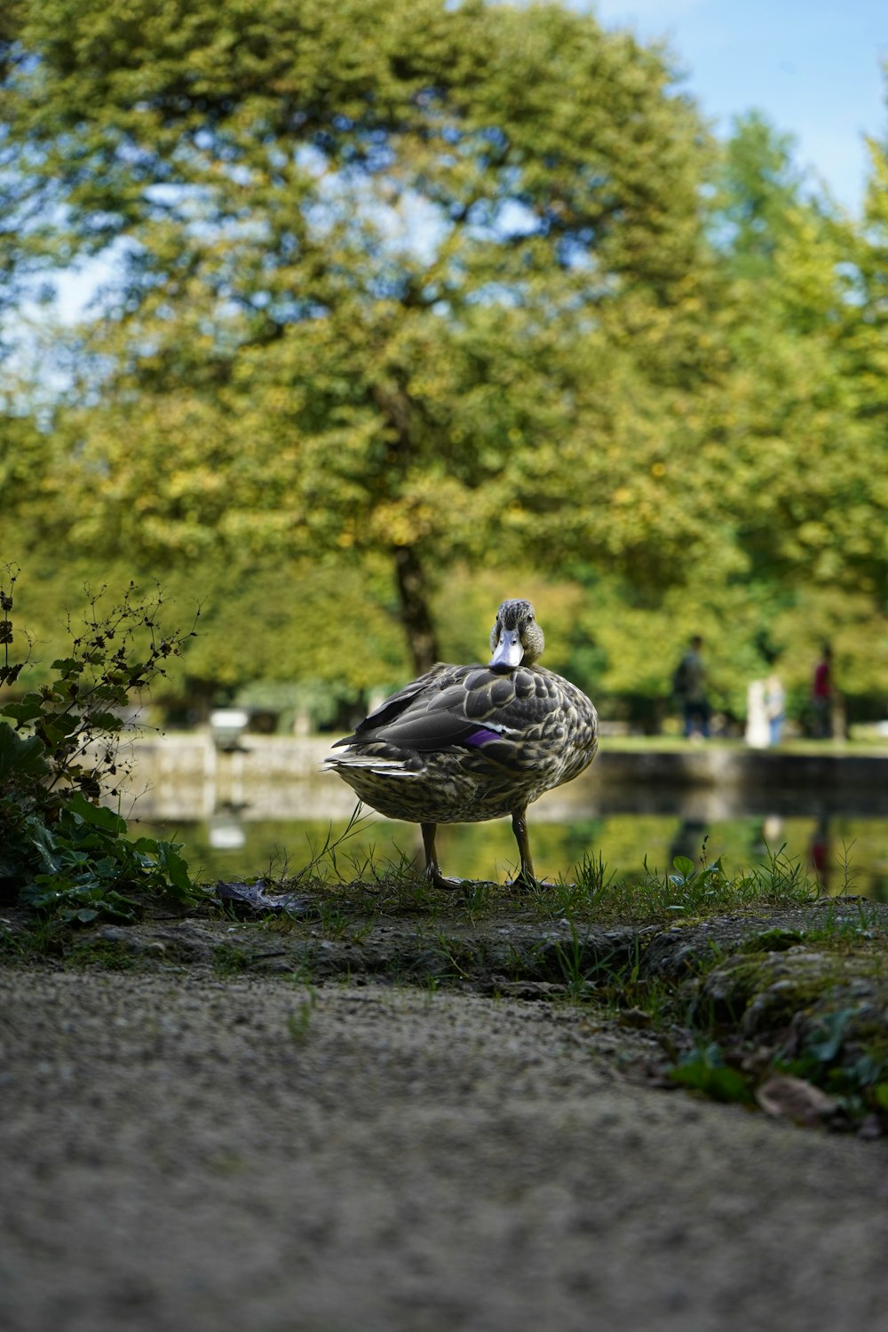 a bird standing on the ground near a pond