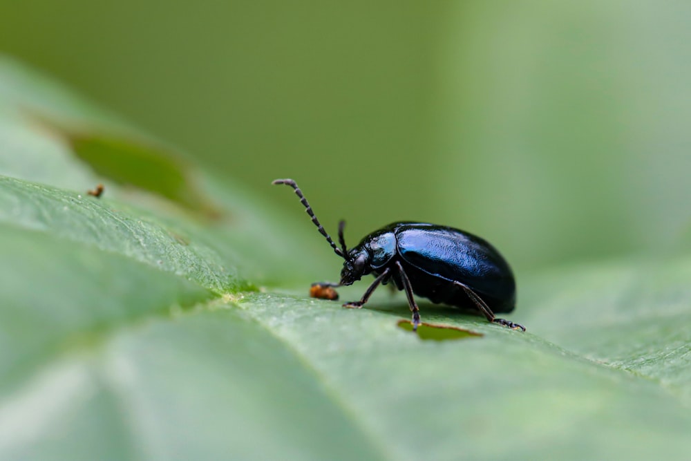 a black bug sitting on top of a green leaf