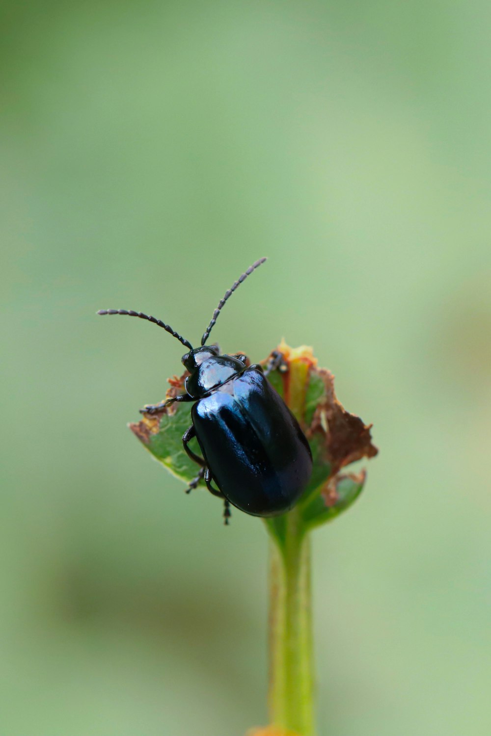 a black beetle sitting on top of a green leaf