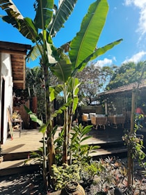 A tropical garden setting with tall banana plants surrounded by lush greenery. The area features a wooden deck with a covered patio section, including chairs and a table. The sky is clear and blue, contributing to a sunny and serene atmosphere.