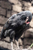A gamefowl perched calmly on a slow swinging perch, maintaining balance with focused eyes.