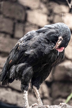 A black-feathered chicken with light-colored legs is perched on a rock. The background is composed of a blurred stone wall, creating a rustic and natural environment. The chicken appears calm and is slightly bowing its head.