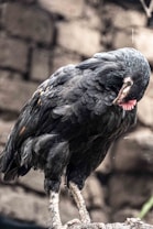 A black-feathered chicken with light-colored legs is perched on a rock. The background is composed of a blurred stone wall, creating a rustic and natural environment. The chicken appears calm and is slightly bowing its head.