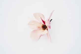 a single pink flower on a white background