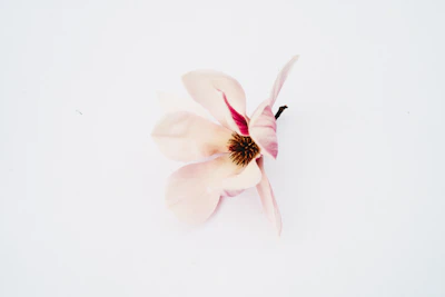 a single pink flower on a white background