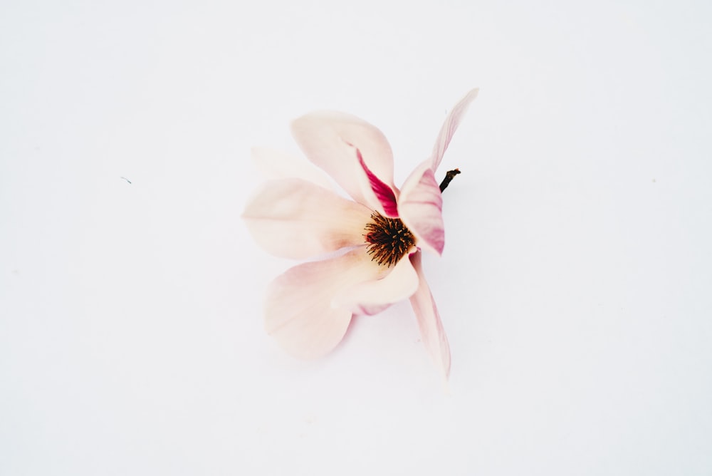 a single pink flower on a white background