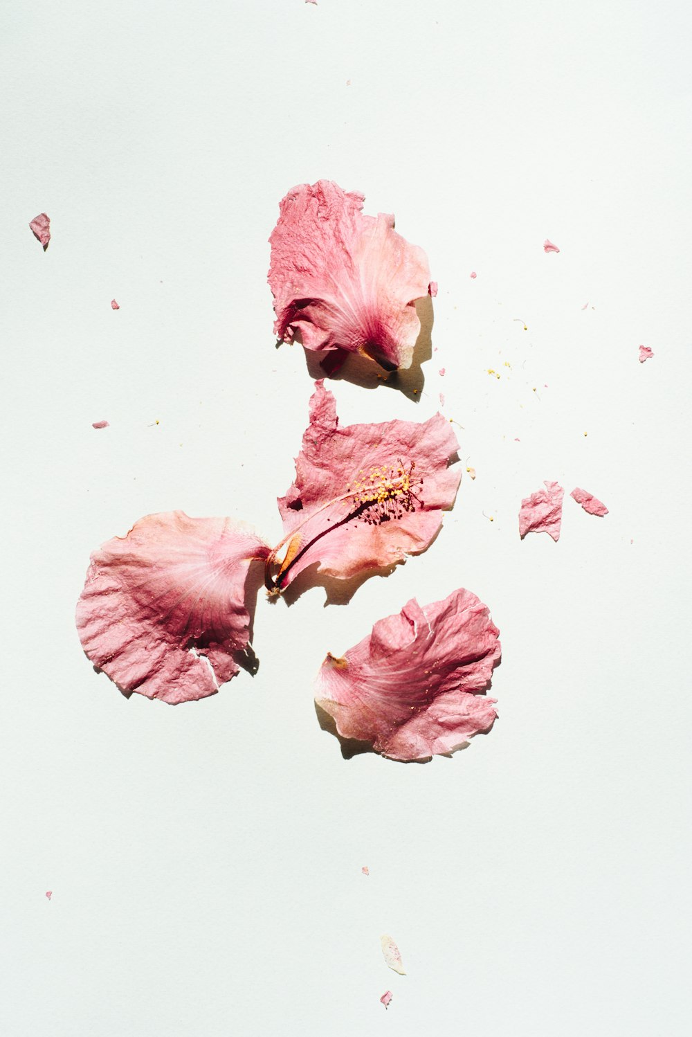 three pink flowers on a white surface