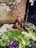 A woman, dressed in traditional attire, is sitting on the ground in front of a brick wall and selling a variety of fresh vegetables, including cabbages, eggplants, cucumbers, tomatoes, and more. The vegetables are neatly arranged on cloth or plastic sheets.