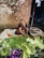 A woman, dressed in traditional attire, is sitting on the ground in front of a brick wall and selling a variety of fresh vegetables, including cabbages, eggplants, cucumbers, tomatoes, and more. The vegetables are neatly arranged on cloth or plastic sheets.