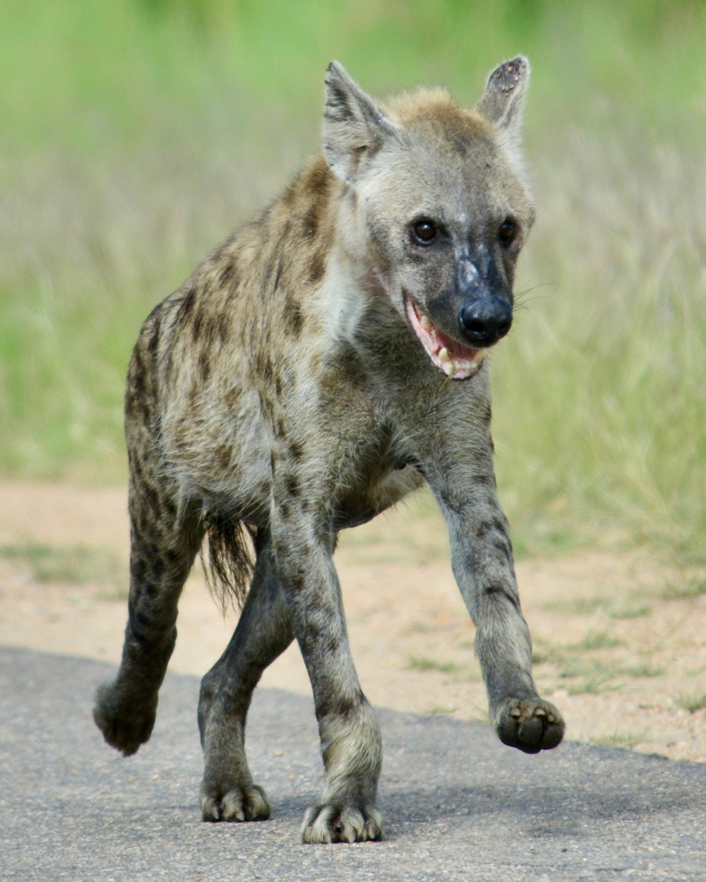 a hyena running across a road with its mouth open