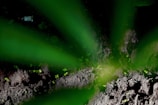 The image depicts a close-up view of dark, earthy soil with tiny green sprouts emerging. Large green leaves partially obscure the view, creating a sense of depth and focus on the growth. The lighting casts shadows, adding contrast to the scene.