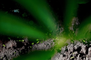 The image depicts a close-up view of dark, earthy soil with tiny green sprouts emerging. Large green leaves partially obscure the view, creating a sense of depth and focus on the growth. The lighting casts shadows, adding contrast to the scene.