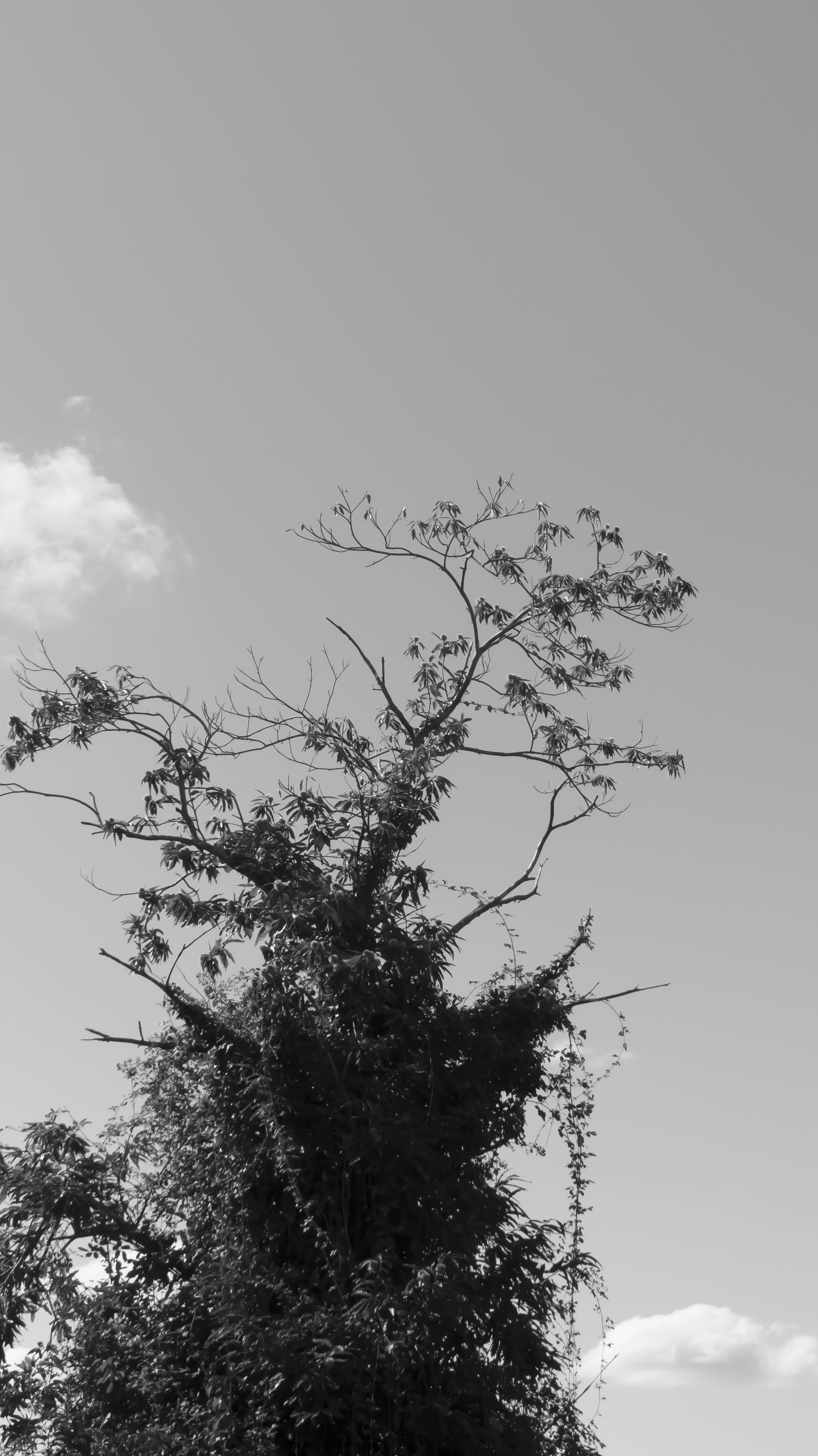 Arbre