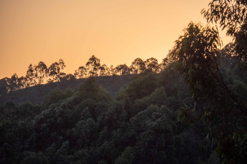 A serene landscape featuring lush green forests with a backdrop of a warm, golden sunset. The silhouette of trees is visible against the vibrant sky, creating a peaceful and natural atmosphere.