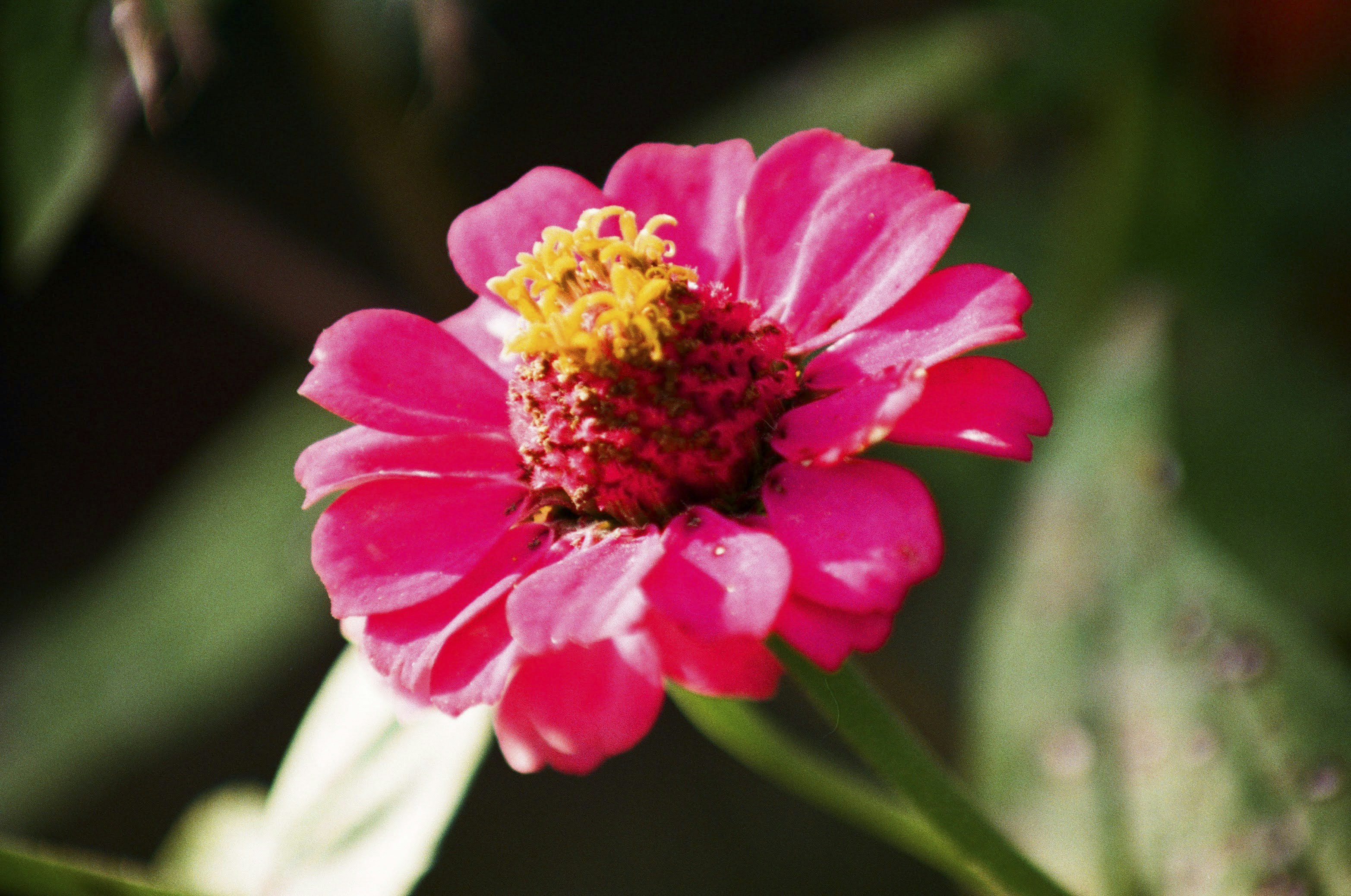 Photo by itscameracole_