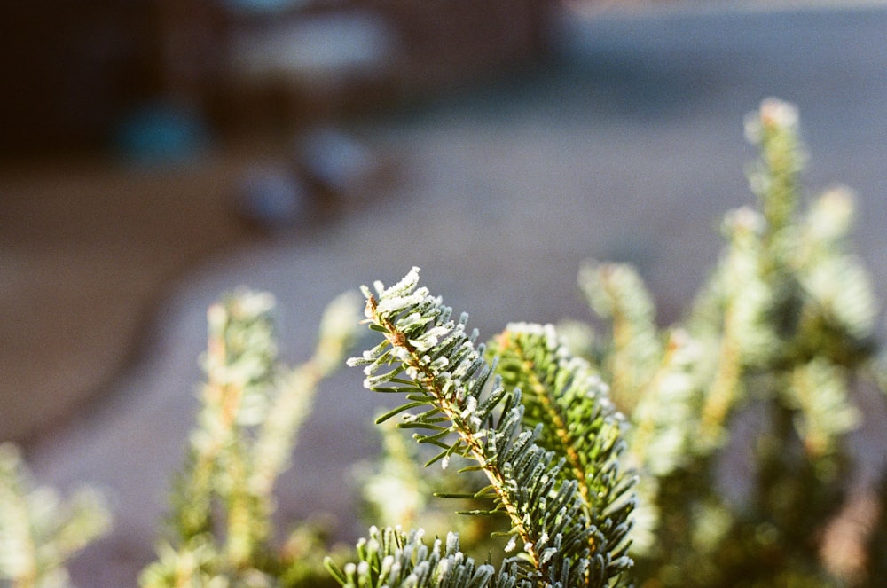 a close up of a pine tree with a blurry background