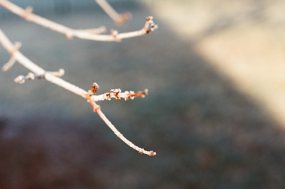 a close up of a tree branch with no leaves