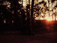 Sunset casting golden light on ancient cedar trees towering over the forest floor.
