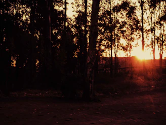Kipp and Brumble standing beneath glowing ancient trees in the enchanted forest at twilight.