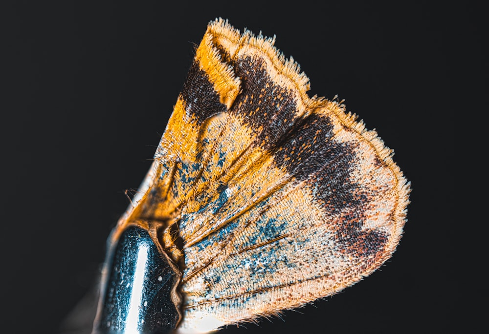 a close up of a blue and yellow insect