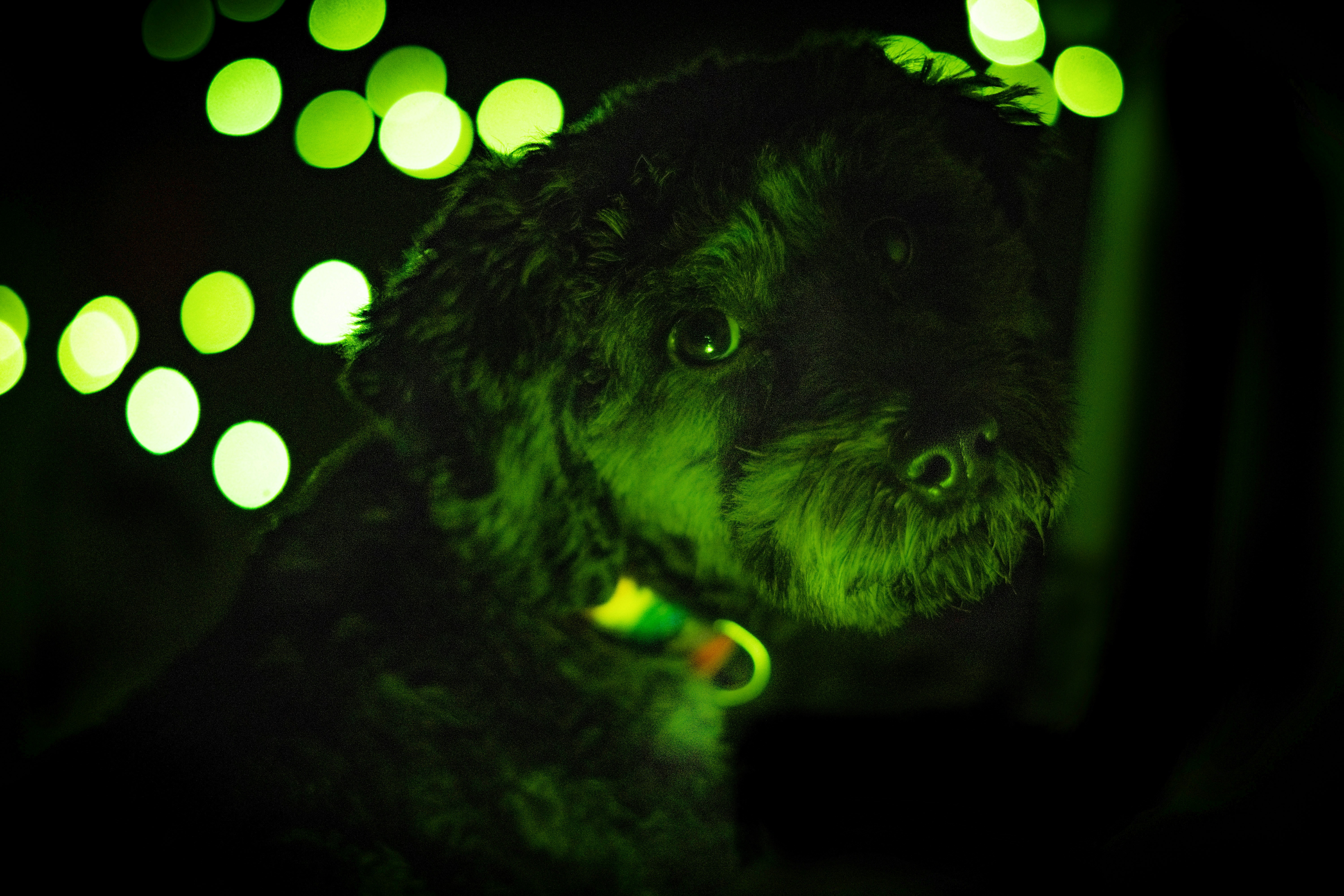 a dog is sitting in the dark with green lights