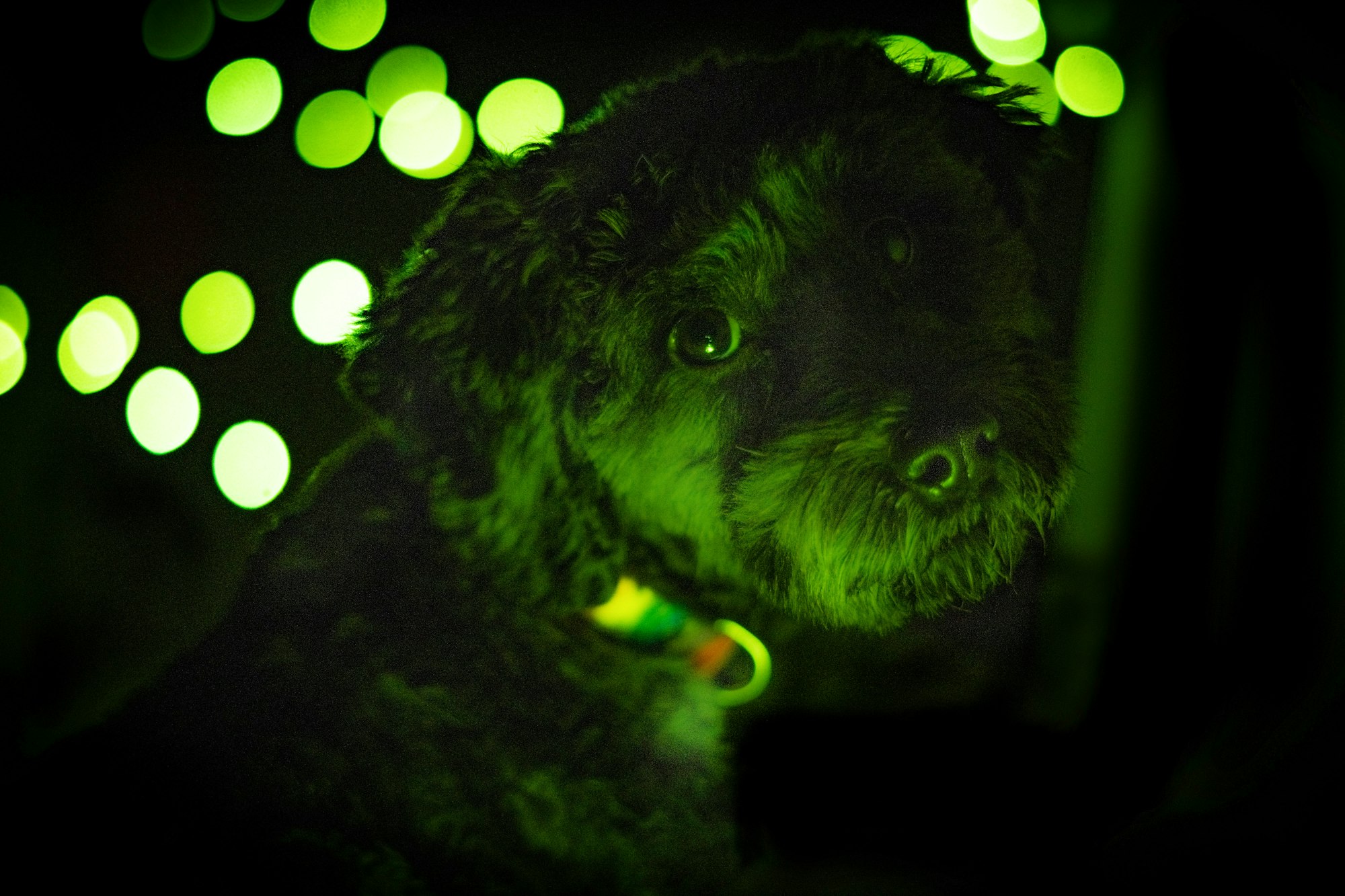 a dog is sitting in the dark with green lights