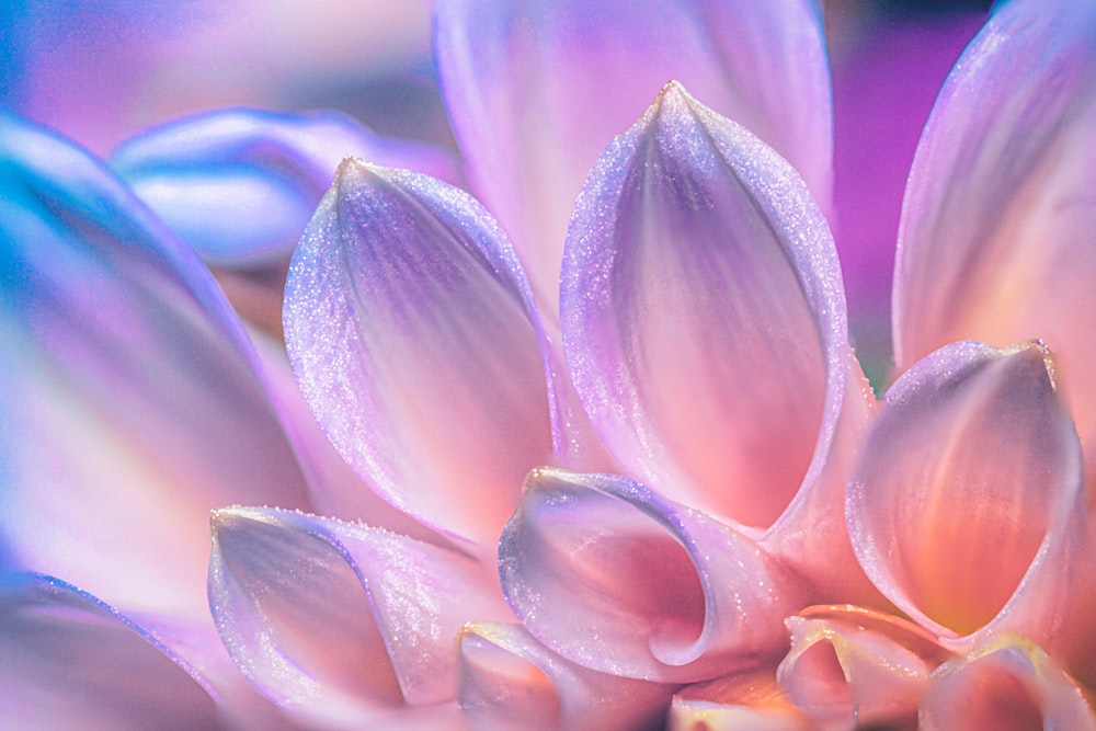 a close up of a purple flower with water droplets