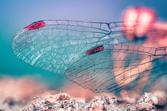 a close up of a dragon fly's wings