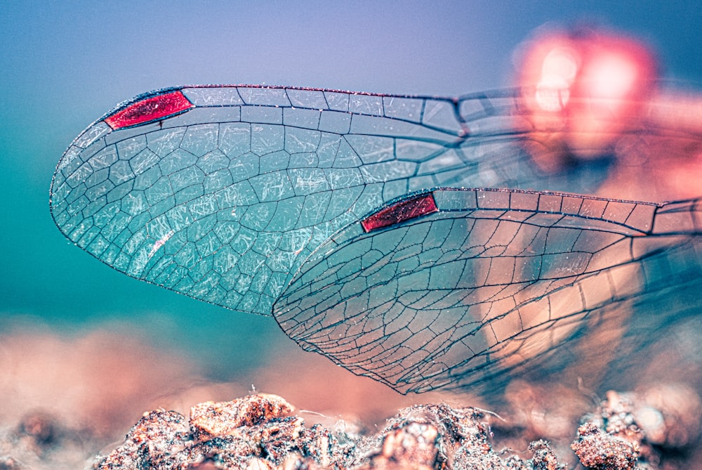 a close up of a dragon fly's wings