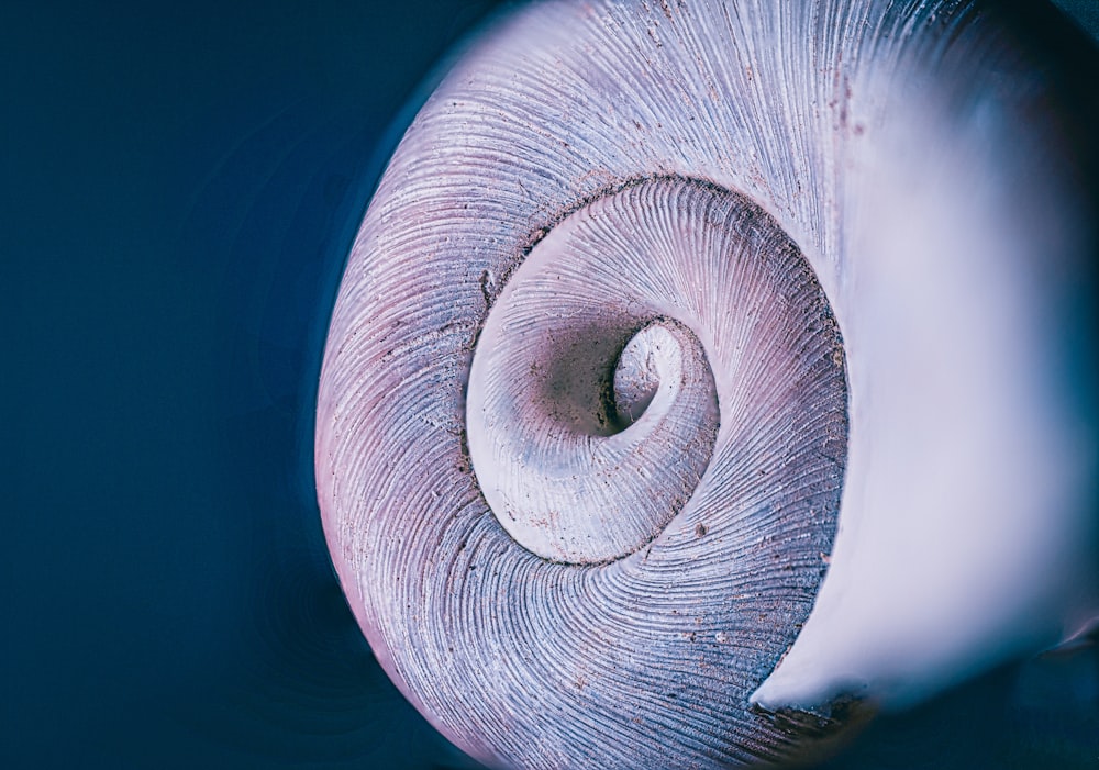 Gros plan d’une coquille d’escargot sur fond bleu