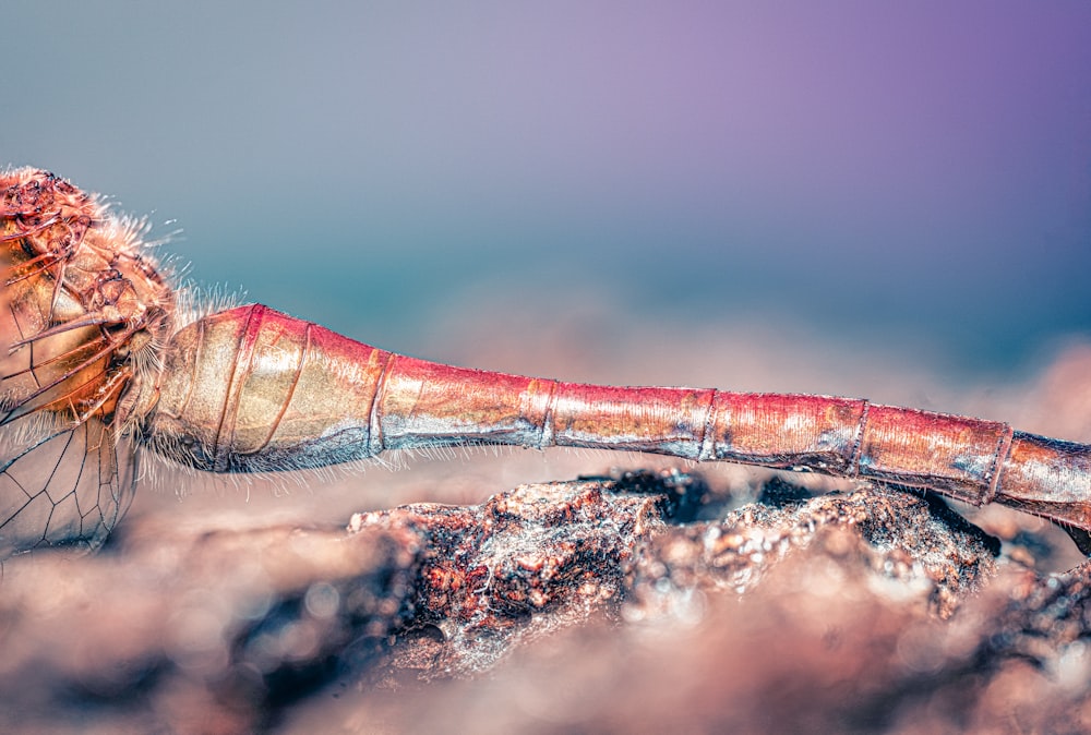 a close up of a bug on a rock