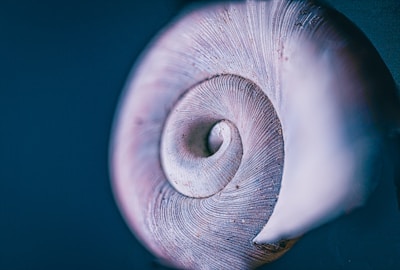 A spiral conch shell nestled on ivory textured paper with warm natural light highlighting its curves.
