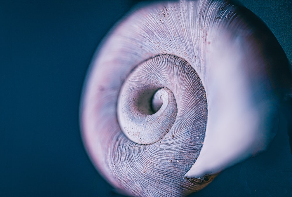 a close up of a shell with a blue background