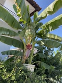 A banana plant is growing in a large pot with large green leaves spreading outwards. There is a large cluster of unripe green bananas and a purple banana flower blossom hanging beneath them. The background includes parts of a building with a white wall and dark roof tiles.
