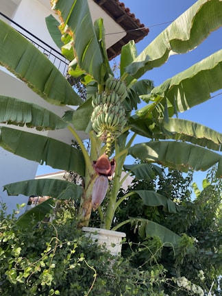 A banana plant is growing in a large pot with large green leaves spreading outwards. There is a large cluster of unripe green bananas and a purple banana flower blossom hanging beneath them. The background includes parts of a building with a white wall and dark roof tiles.