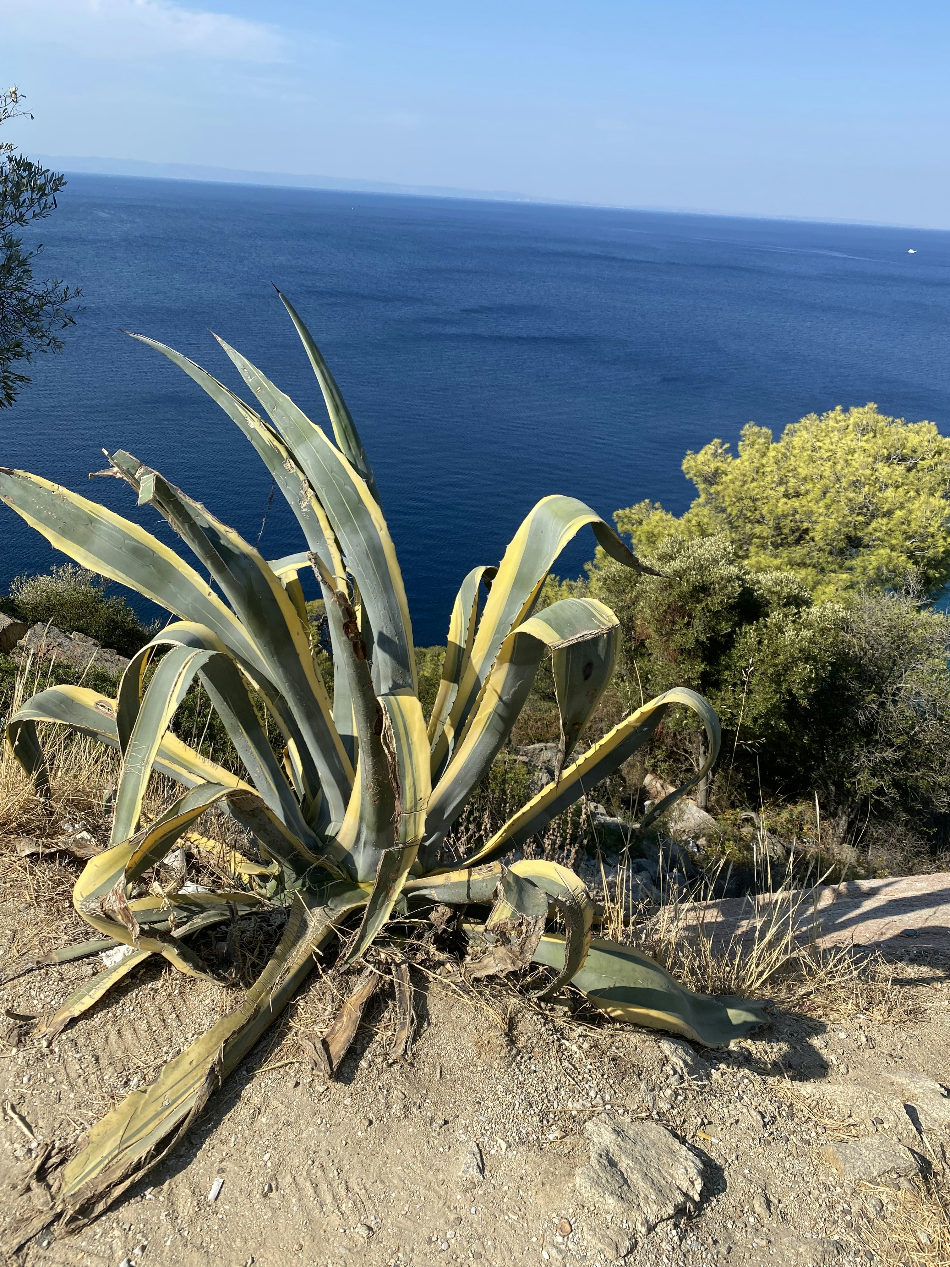 Una pianta su una collina che domina l'oceano
