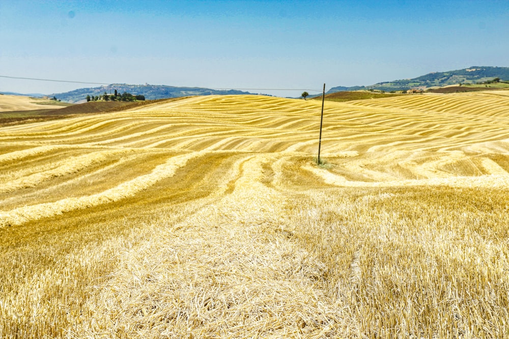 a field with a telephone pole in the middle of it