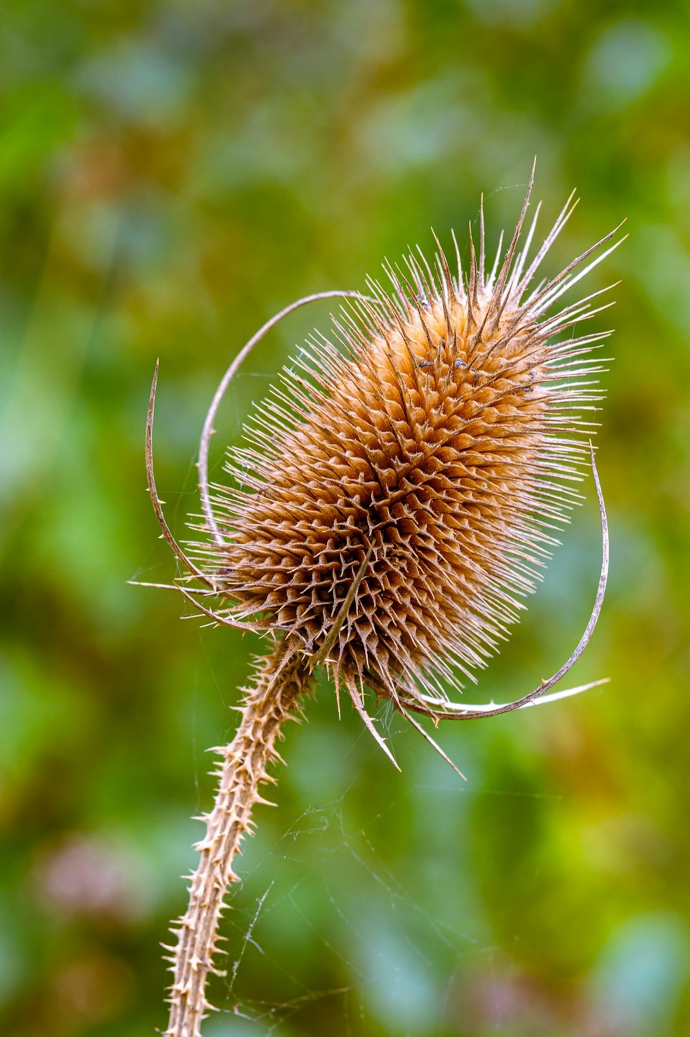 a close up of a plant with a blurry background