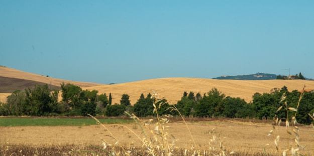 Rolling golden fields stretch across the landscape beneath a clear blue sky. Lush green trees line the boundary between fields, adding a rich contrast to the golden hues. In the background, hills rise gently, suggesting a peaceful, rural setting.