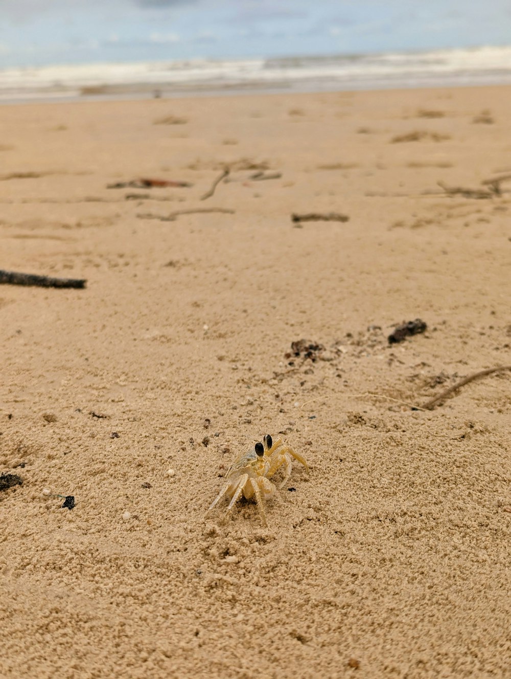 a spider crawling on the sand of a beach