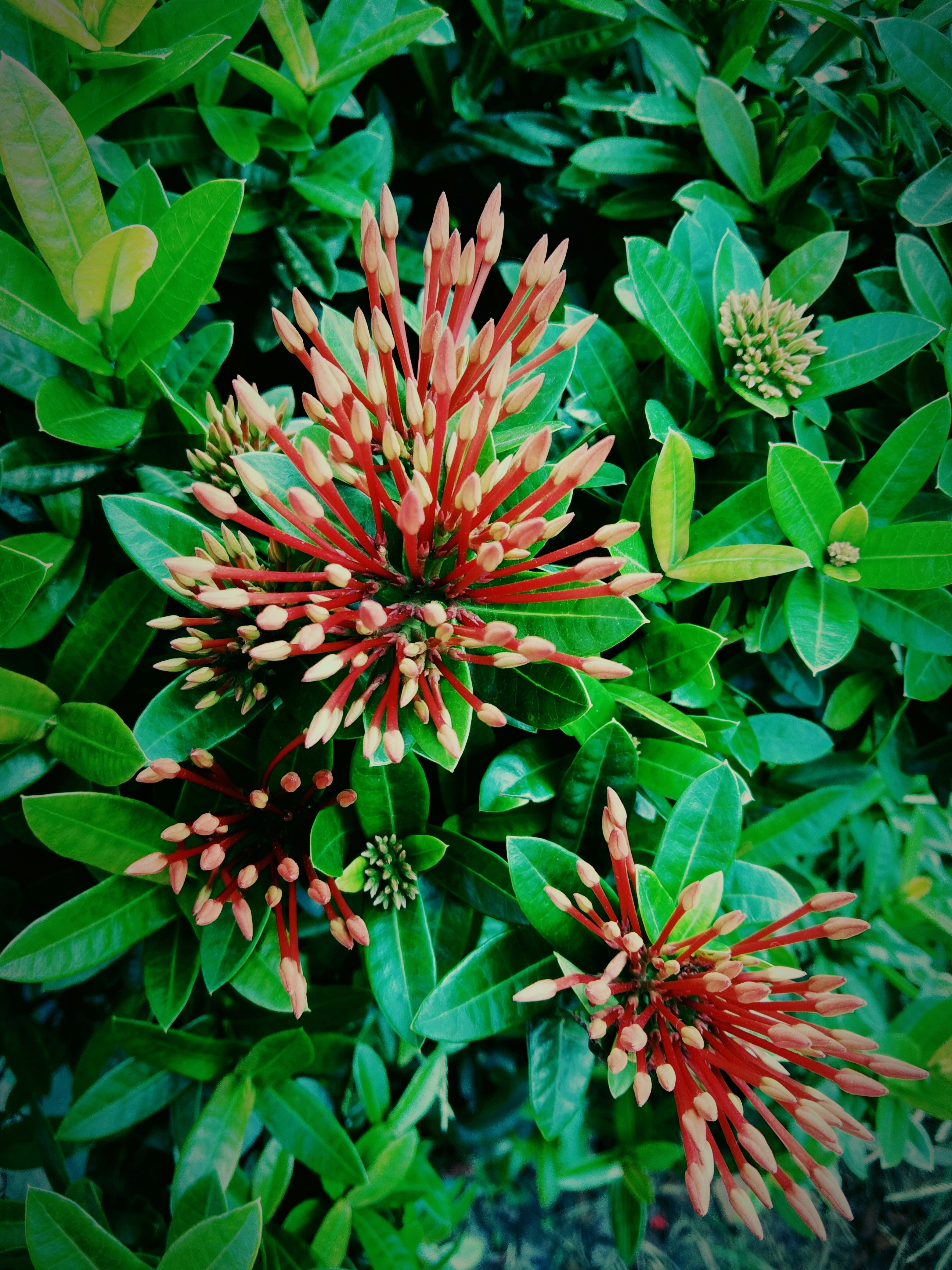 a close up of a red flower surrounded by green leaves