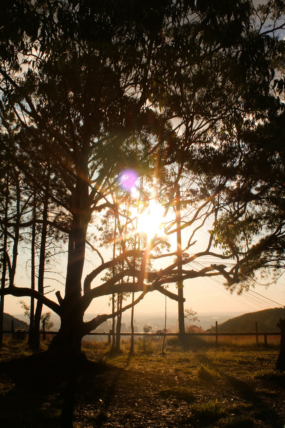 the sun shines through the branches of a tree