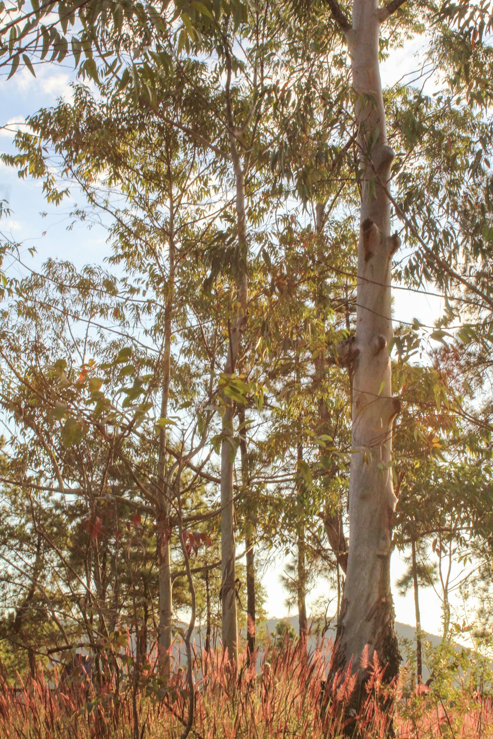 a giraffe standing next to a tree in a forest