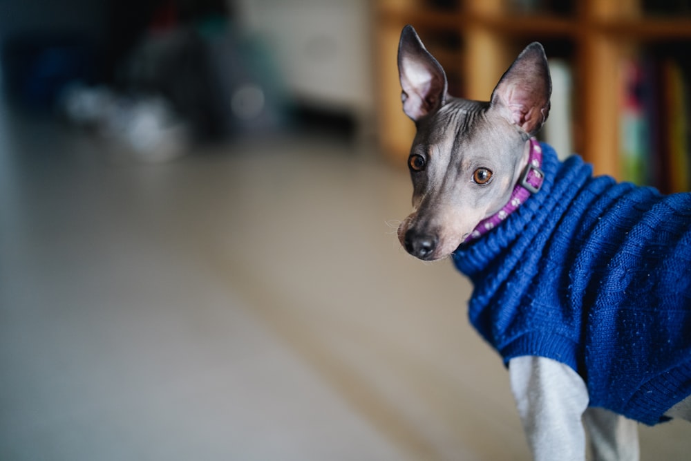 a dog wearing a blue sweater standing on a wooden floor