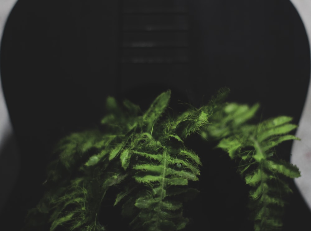 a close up of a green plant in a black vase