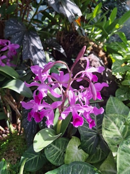 A vibrant magenta orchid is surrounded by lush green foliage. The orchid's petals have a delicate and intricate design, and the leaves around it vary in shades of green, exhibiting various patterns. Sunlight filters through the greenery, casting a natural light on the orchid and leaves.