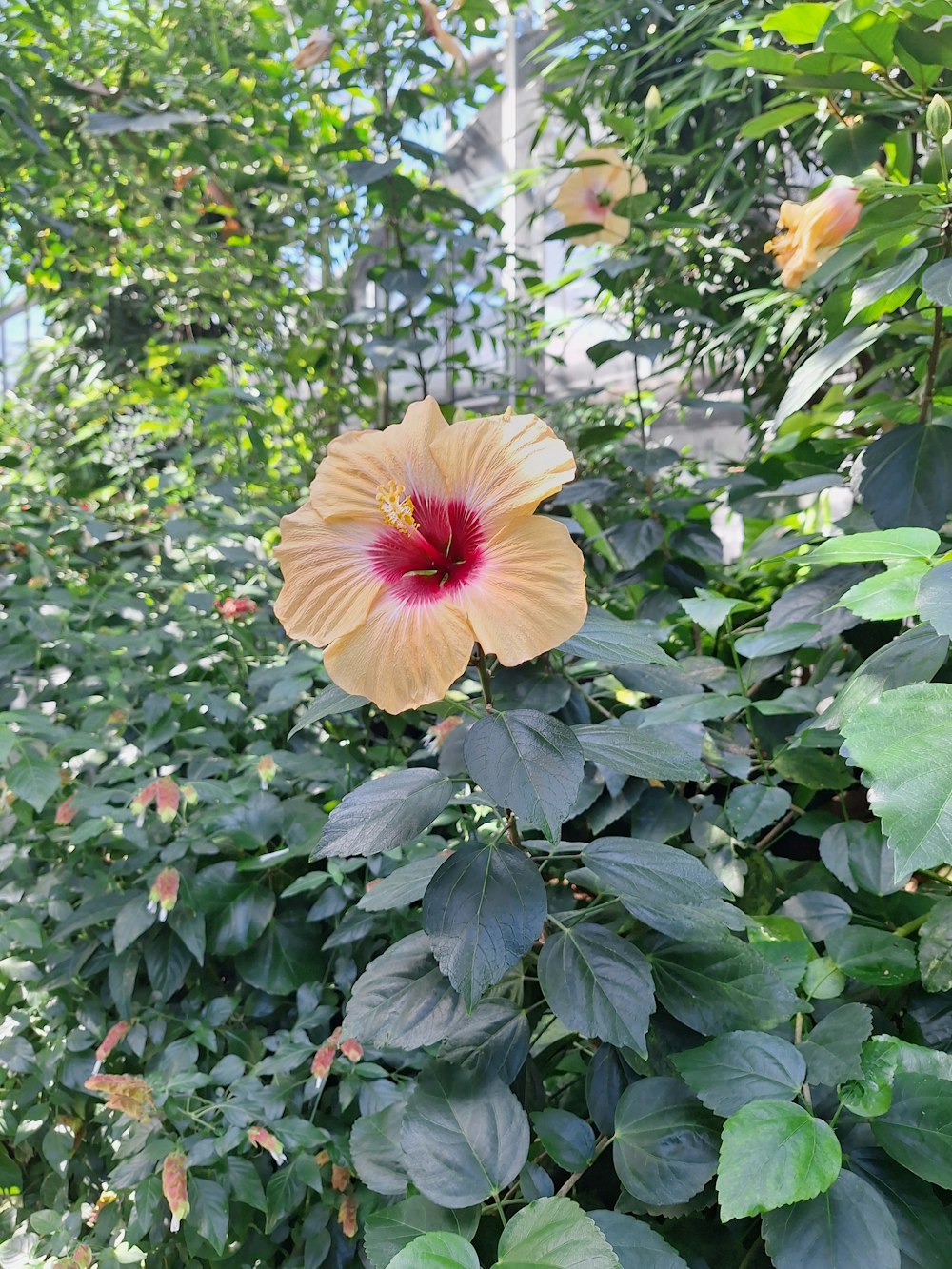 a large orange flower sitting on top of a lush green forest